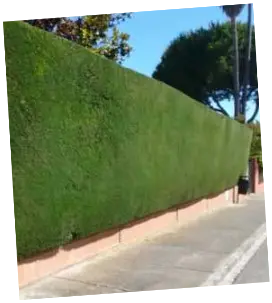 Corte de cipreses Corte de cipreses