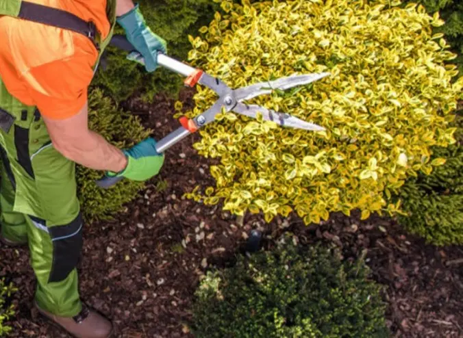 Servicio de Jardinería Mantenimiento de jardines