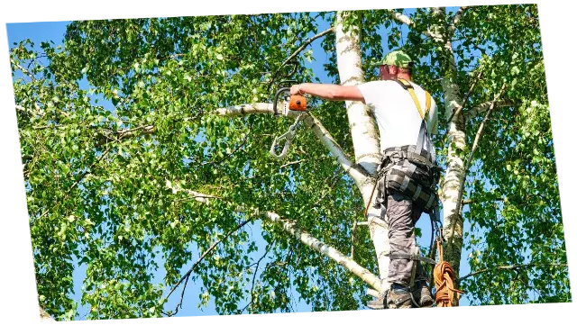 Mantenimiento y servicio de jardinería Jardineros profesionales