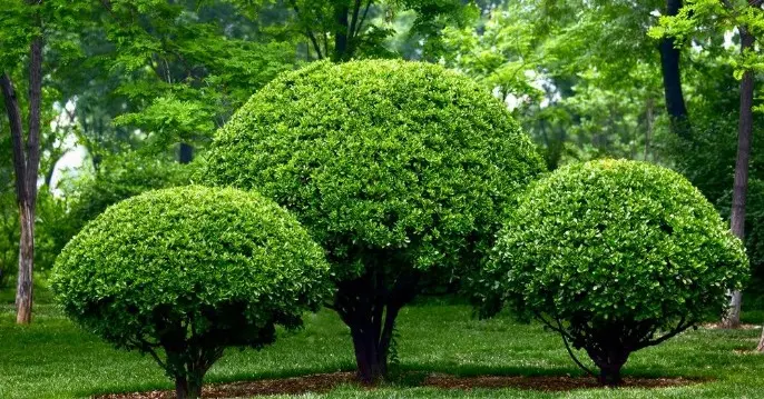 Servicio de Jardinería Mantenimiento de jardines