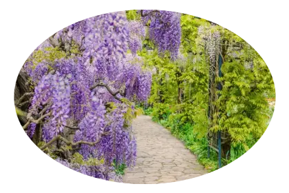 Servicio de Jardinería Mantenimiento de jardines